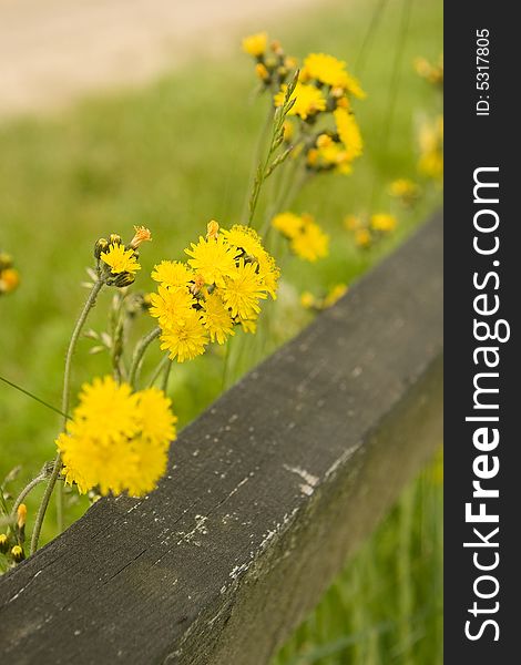 Yellow wild flowers blooming next to a wooden picket fence. Yellow wild flowers blooming next to a wooden picket fence