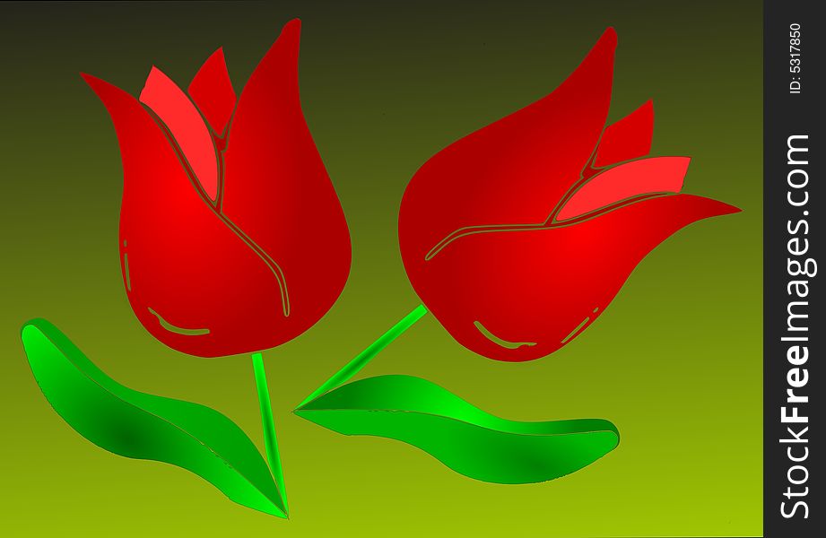 Two red tulips on green background-illustration.