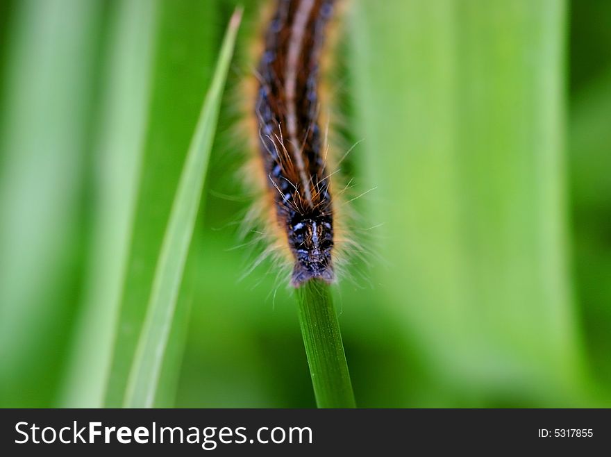 Close up shot of a black worm on green plants. Close up shot of a black worm on green plants