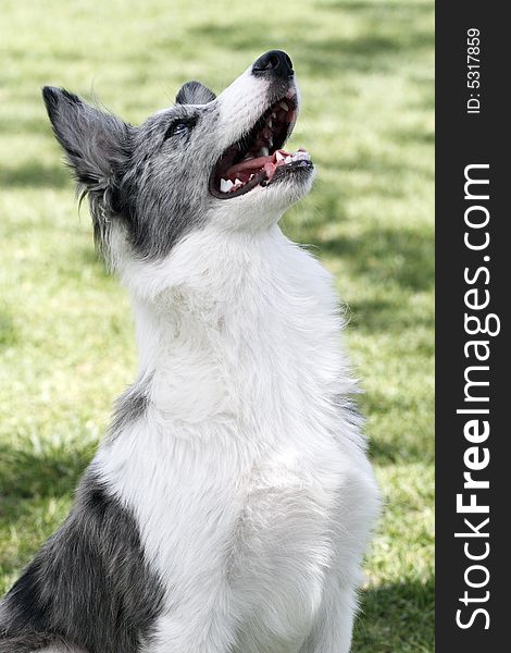 Scotland Shepherd (Collie).