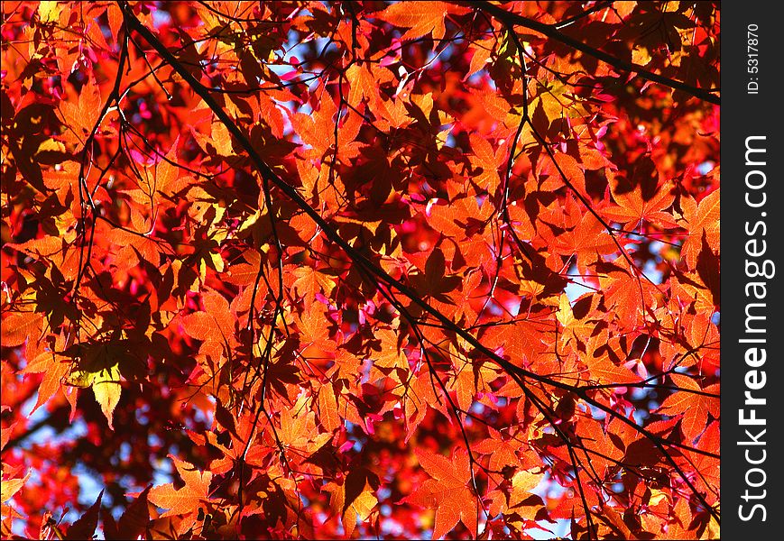 Red Japanese Maple with Mazing Colors