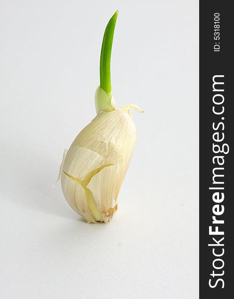 Isolated, single clove with green branch on the white background. Isolated, single clove with green branch on the white background