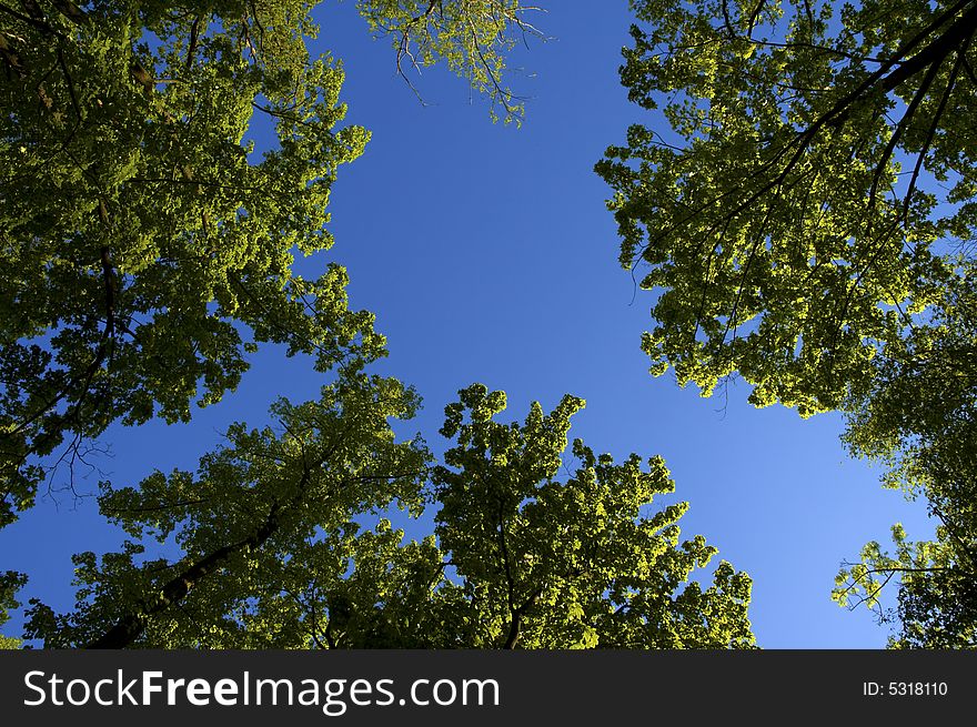 Green trees and blue sky. Green trees and blue sky