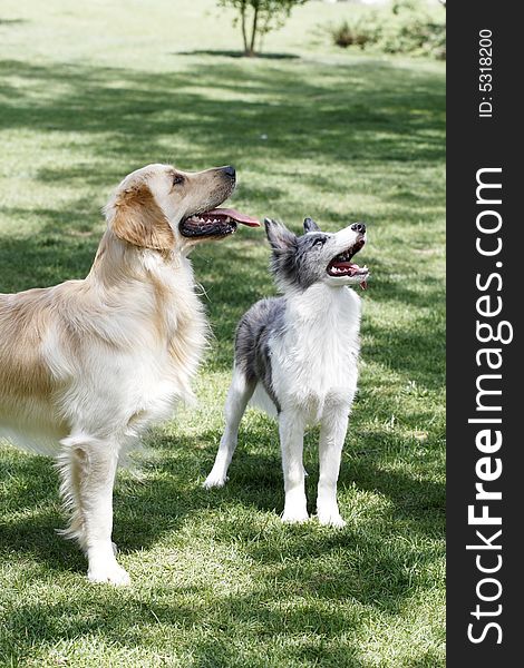 Golden retriever and Collie is on the meadow. Golden retriever and Collie is on the meadow.