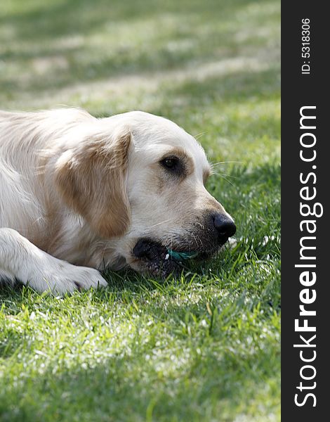 Golden retriever lies on the meadow playing.