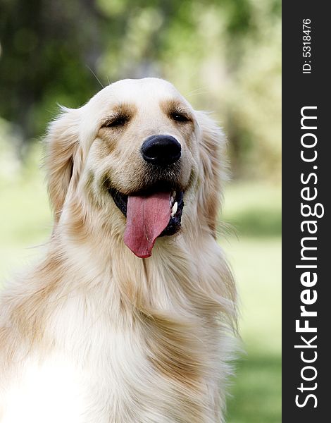 A golden retriever dog in park. A golden retriever dog in park.