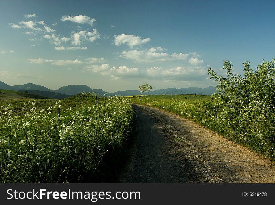 Beautiful Summer Landscape