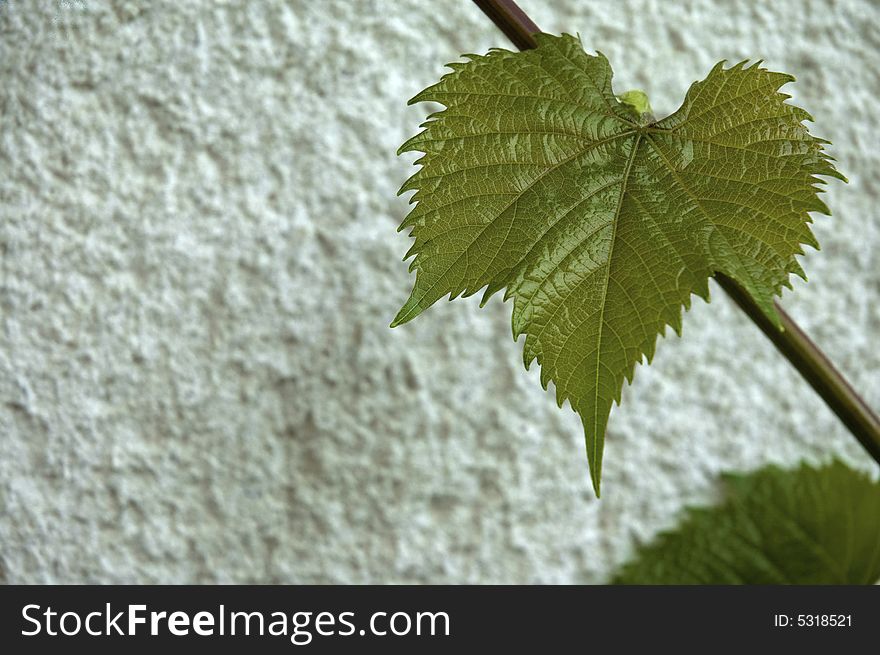 Green vine covering a wall. Green vine covering a wall