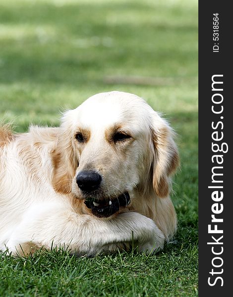 Golden retriever is a little tired, it is having a rest on the meadow at this moment