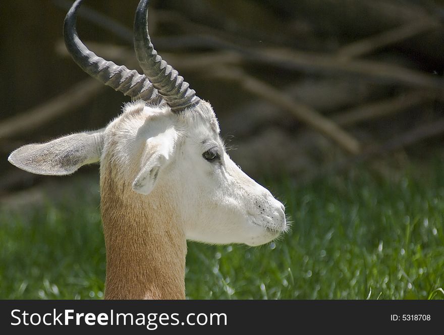 Young brown and white gazelle captured close-up.