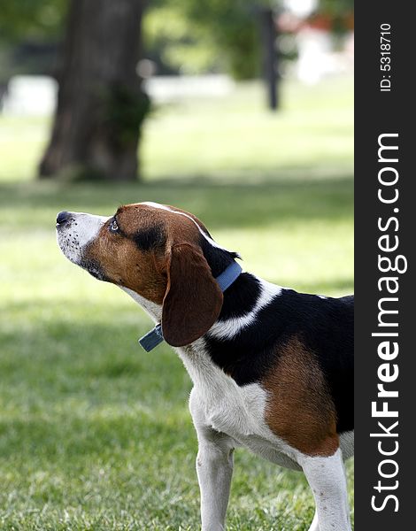 A cute beagle dog stand on the lawn.
It is looking at the surrounding environment vigilantly.