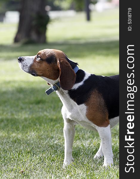 A cute beagle dog stand on the lawn. It is looking at the surrounding environment vigilantly.