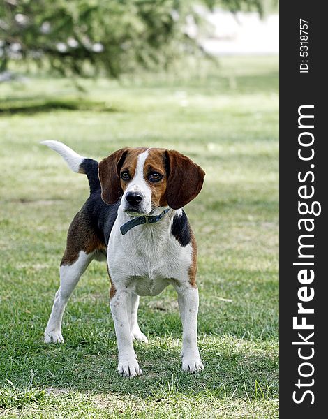 A beautiful beagle dog stand on the lawn. It is looking at the surrounding environment vigilantly. A beautiful beagle dog stand on the lawn. It is looking at the surrounding environment vigilantly.