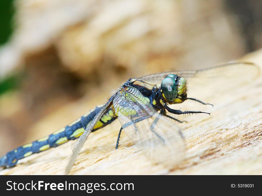 The dragonfly on a plant .waiting for the food .