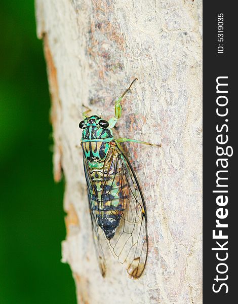 The cicada on a plant .waiting for the food .