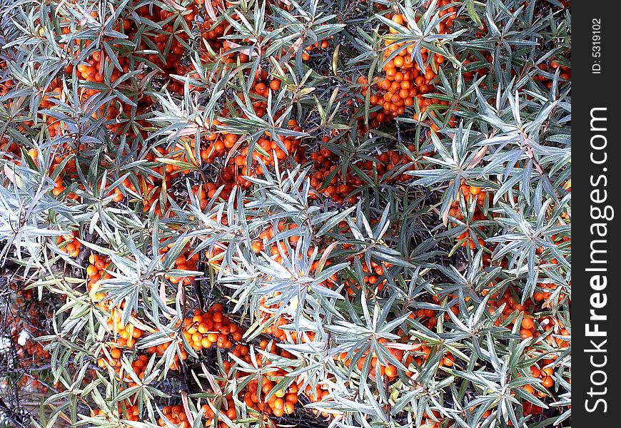 Bunches of orange berries hanging amongst leaves struck by sunlight on Sea Buckthorn plant also known as Askola or Seaberry.