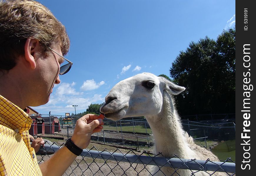 Llama eating carrot from man. Llama eating carrot from man