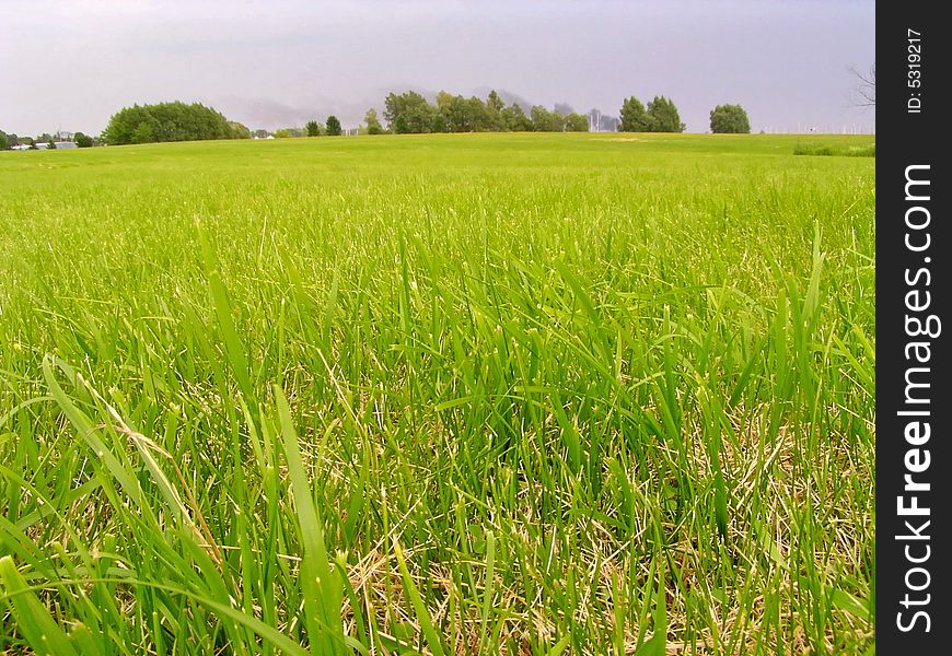 Meadow green grass. Summer time. Meadow green grass. Summer time.