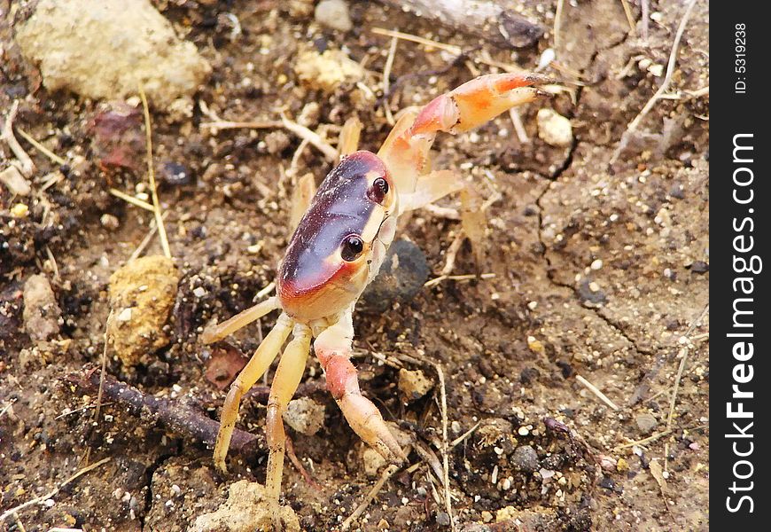 Animal Photo: Crab. Dominican, Caribbean Sea.