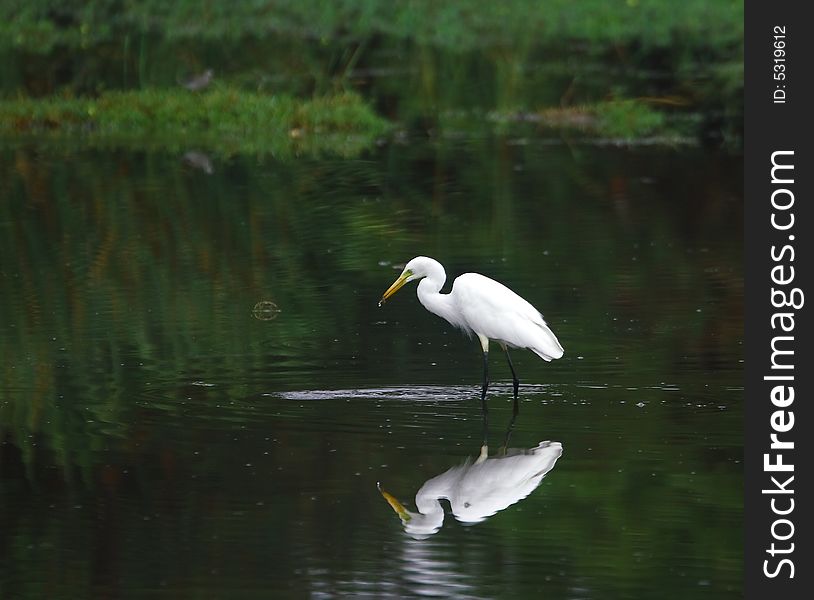 The Great Egret feeds in shallow water or drier habitats, spearing fish, frogs or insects with its long, sharp bill. It will often wait motionless for prey, or slowly stalk its victim. It is a conspicuous species, usually easily seen. The Great Egret feeds in shallow water or drier habitats, spearing fish, frogs or insects with its long, sharp bill. It will often wait motionless for prey, or slowly stalk its victim. It is a conspicuous species, usually easily seen.