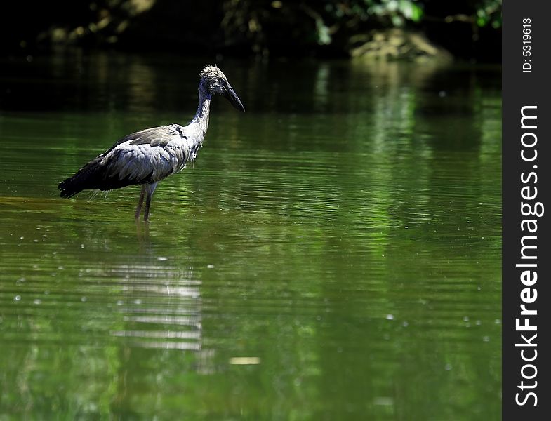 The Asian Openbill Stork, Anastomus oscitans, is a large wading bird in the stork family Ciconiidae. It is a resident breeder in tropical southern Asia from India and Sri Lanka east to Southeast Asia. Sometimes it is referred to as just Asian Openbill. Open bill Stork is strolling around for food