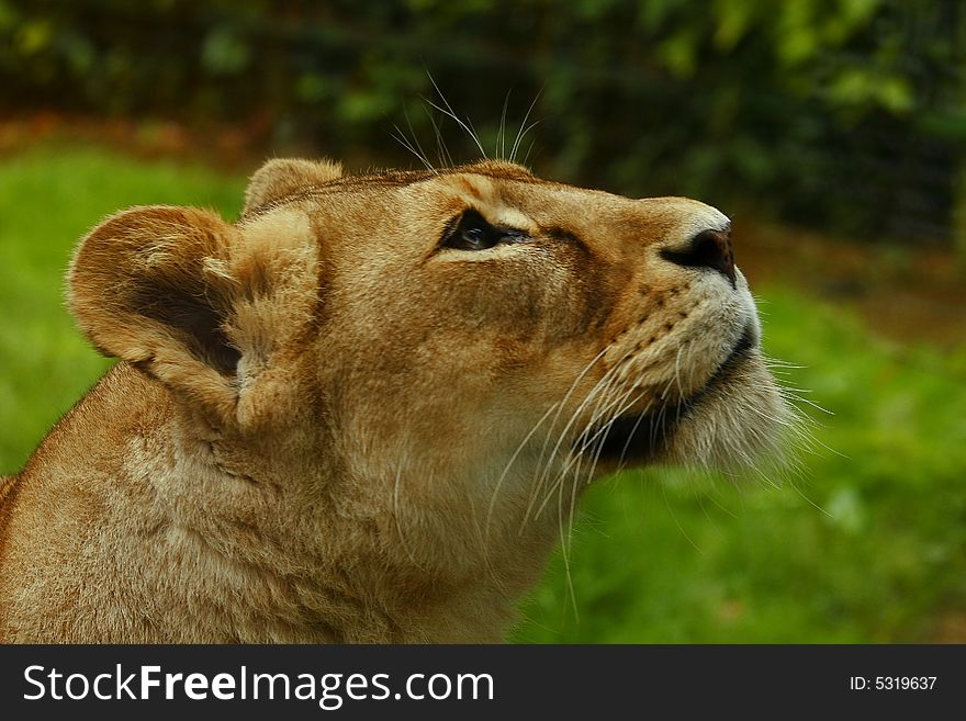 Lioness is looking for prey or food in late afternoon, the gloden glow of sunlight enhanced glamour of the charismatic face