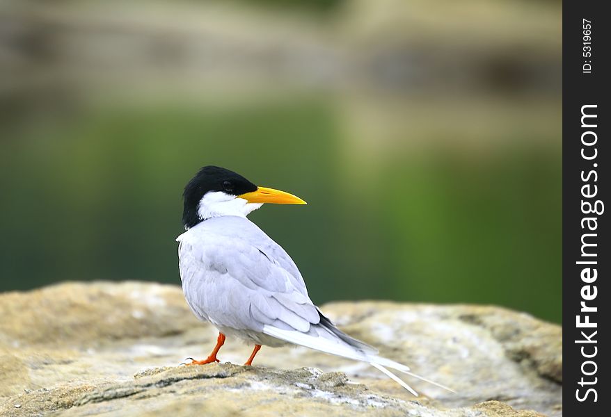 River Tern (Sterna aurantia) is a bird in the tern family . It is a resident breeder along inland rivers from Iran east through Pakistan into India and Myanmar to Thailand, where it is uncommon. Unlike most Sterna terns, it is almost exclusively found on freshwater, rarely venturing even to tidal creeks.