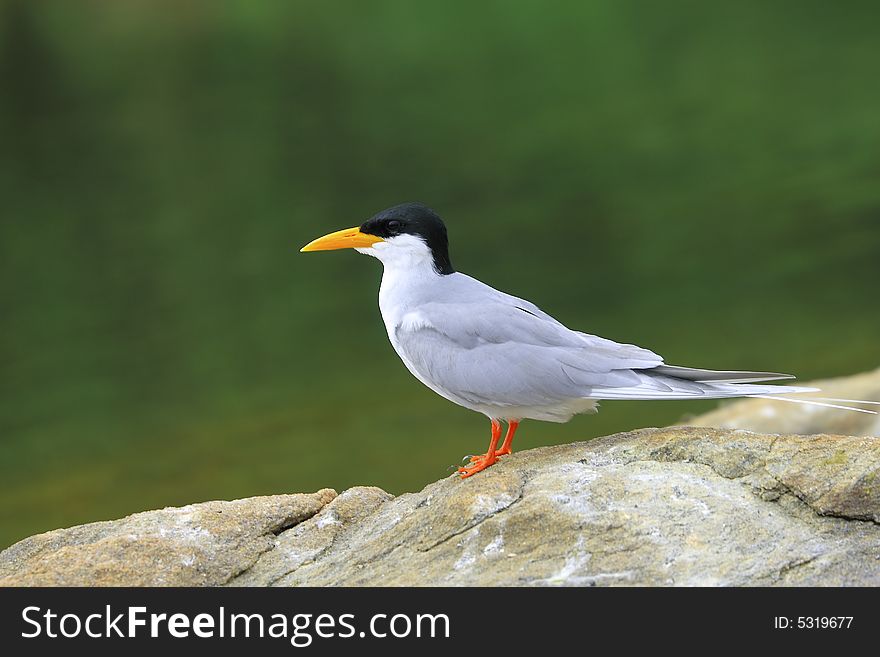 River Tern (Sterna aurantia) is a bird in the tern family . It is a resident breeder along inland rivers from Iran east through Pakistan into India and Myanmar to Thailand, where it is uncommon. Unlike most Sterna terns, it is almost exclusively found on freshwater, rarely venturing even to tidal creeks.