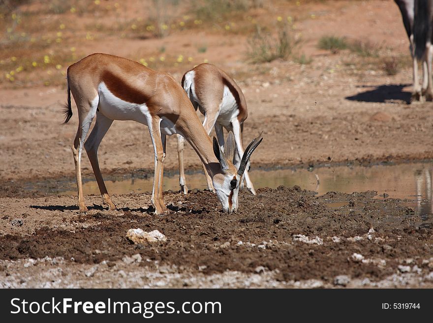 Springbok drinking water after good summer rains