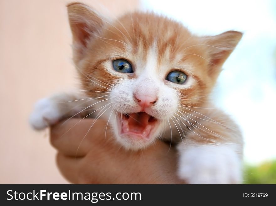 Nice little kitten in the girl's hand.