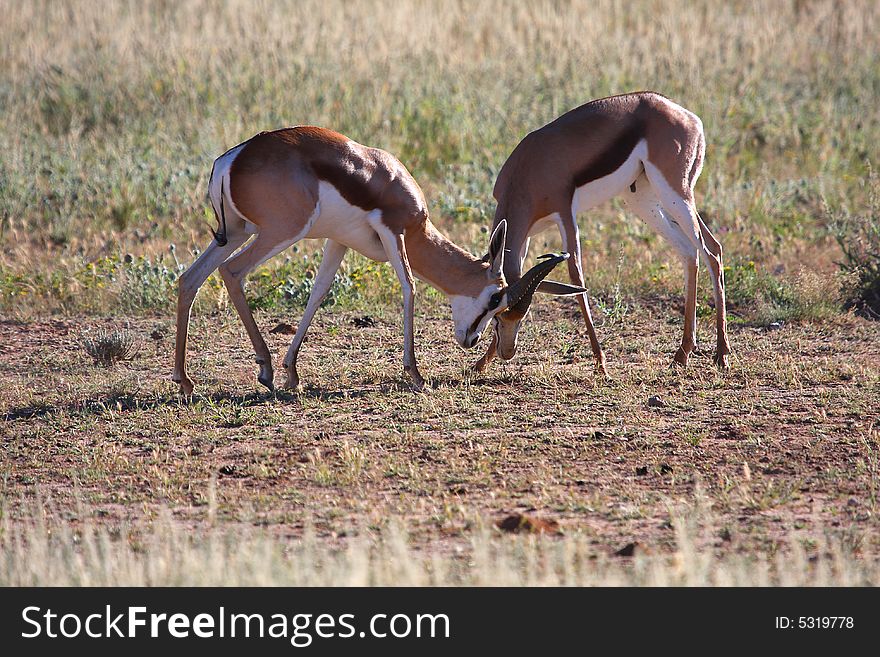 Springbok fighting