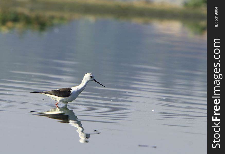 White Breasted Sandpiper in river, reflection is also visible.