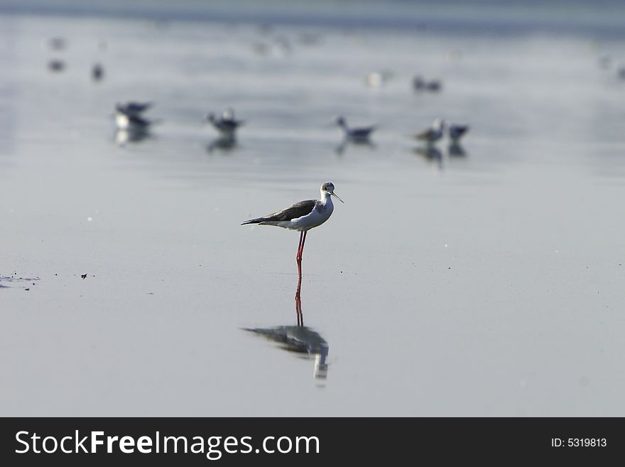 White Breasted Sandpiper in river, reflection is also visible. The Rest of team is waiting for this one to join.