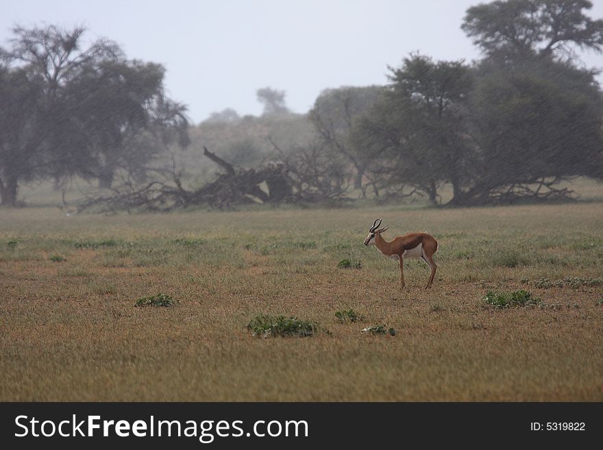 Springbok standing in the rain in Kalahari. Springbok standing in the rain in Kalahari