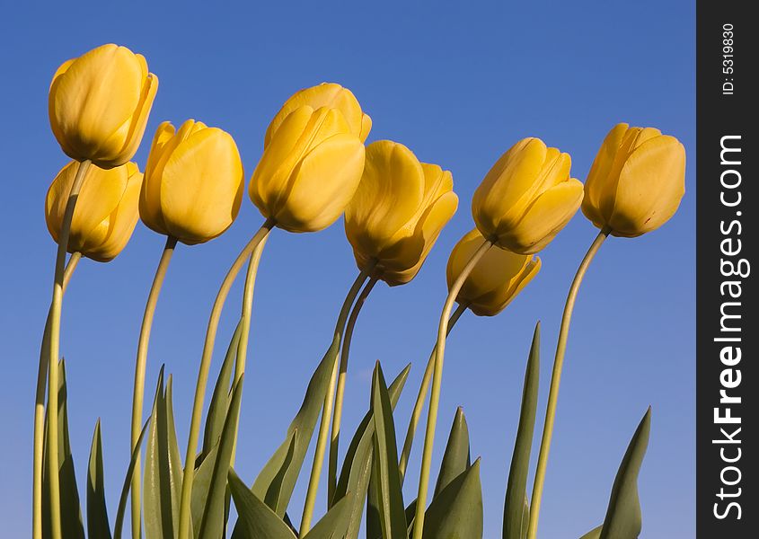 Several yellow tulips with a clear blue sky