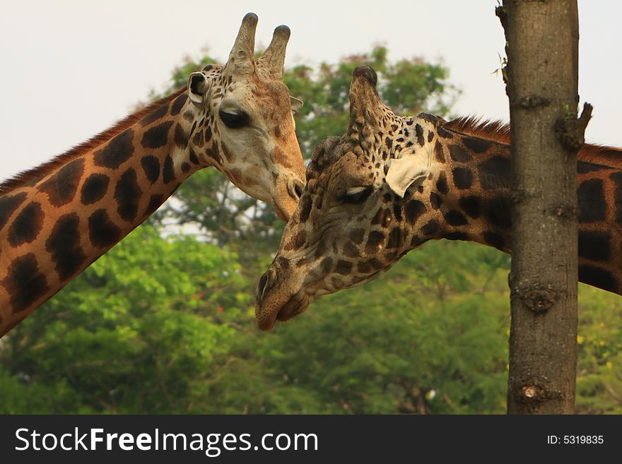 Giraffe in the savannah, long neck and curious face. Giraffe in the savannah, long neck and curious face