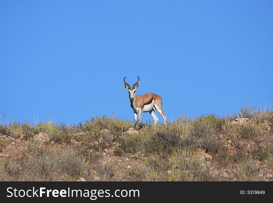 Male springbok on dune looking over teritory. Male springbok on dune looking over teritory