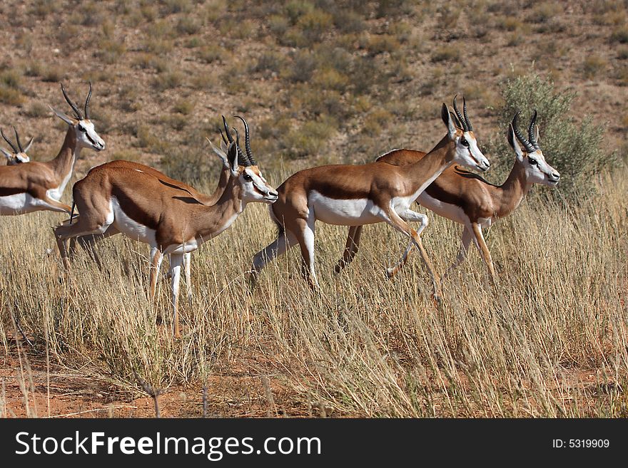 Springbok breading herd running through the grass. Springbok breading herd running through the grass