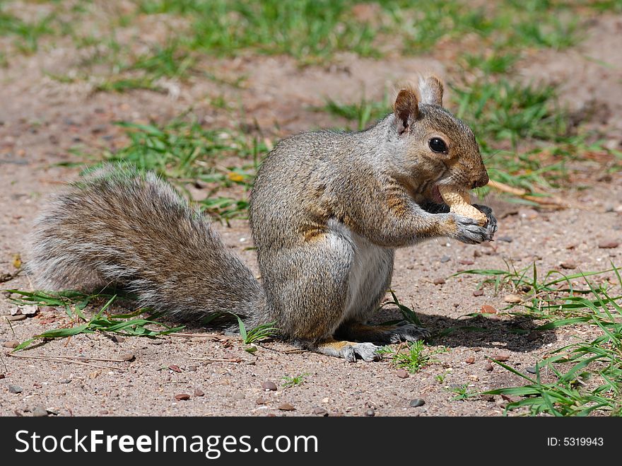 Squirrel Nut