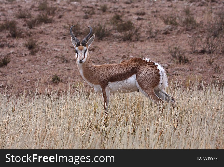 Springbok wet after good summer rains in Kalahari