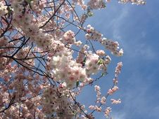 Cherry Tree Blossom. Stock Photo