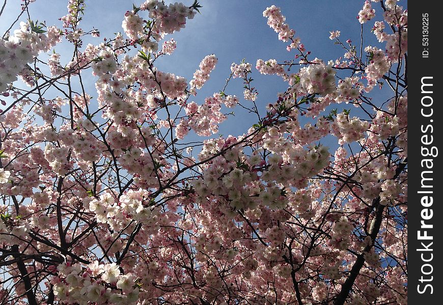 Cherry Tree Blossom in Lincoln Square Park in Jersey City, NJ. Cherry Tree Blossom in Lincoln Square Park in Jersey City, NJ.