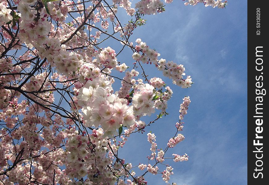 Cherry Tree Blossom in Lincoln Square Park in Jersey City, NJ. Cherry Tree Blossom in Lincoln Square Park in Jersey City, NJ.