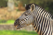 Zebra Royalty Free Stock Images