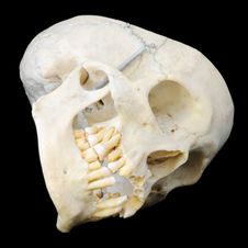 Human Skull Resting On Side Stock Photography Human Skull Resting On Side Stock Photography