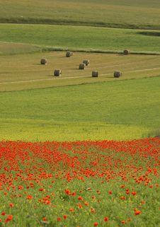 Apennine Poppies, Hay Bales, And Lentil Fields Royalty Free Stock Photo