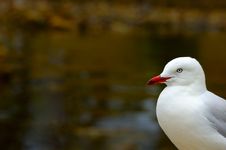 Silver Gull Royalty Free Stock Photo
