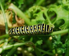 Caterpillar-Soon To Be A Butterfly Stock Photography Caterpillar-Soon To Be A Butterfly Stock Photography