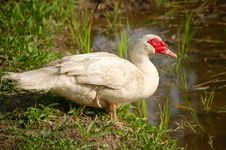 Muscovy Duck Stock Photography