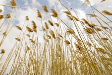 Tall Grasses Stock Image